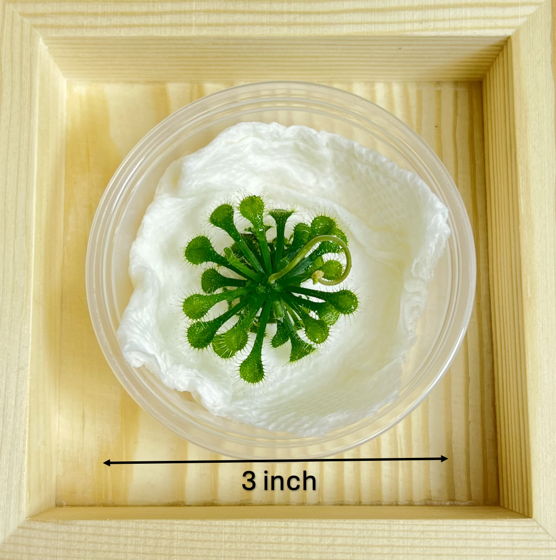 bloomify - Wholesale Live plant - Drosera spatulata – Spoon-leaved Sundew (Plant Only)3