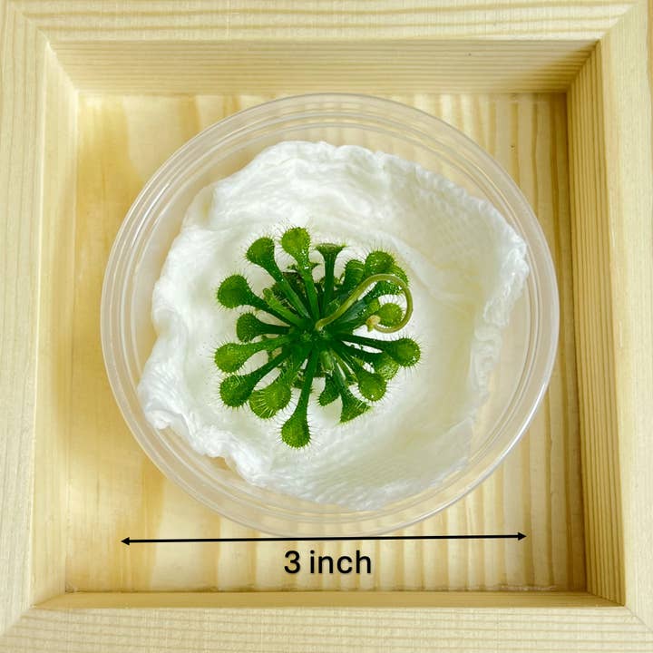 bloomify – Großhandel Pflanzen – Drosera spatulata – Löffelblättriger Sonnentau (Nur Pflanze)3