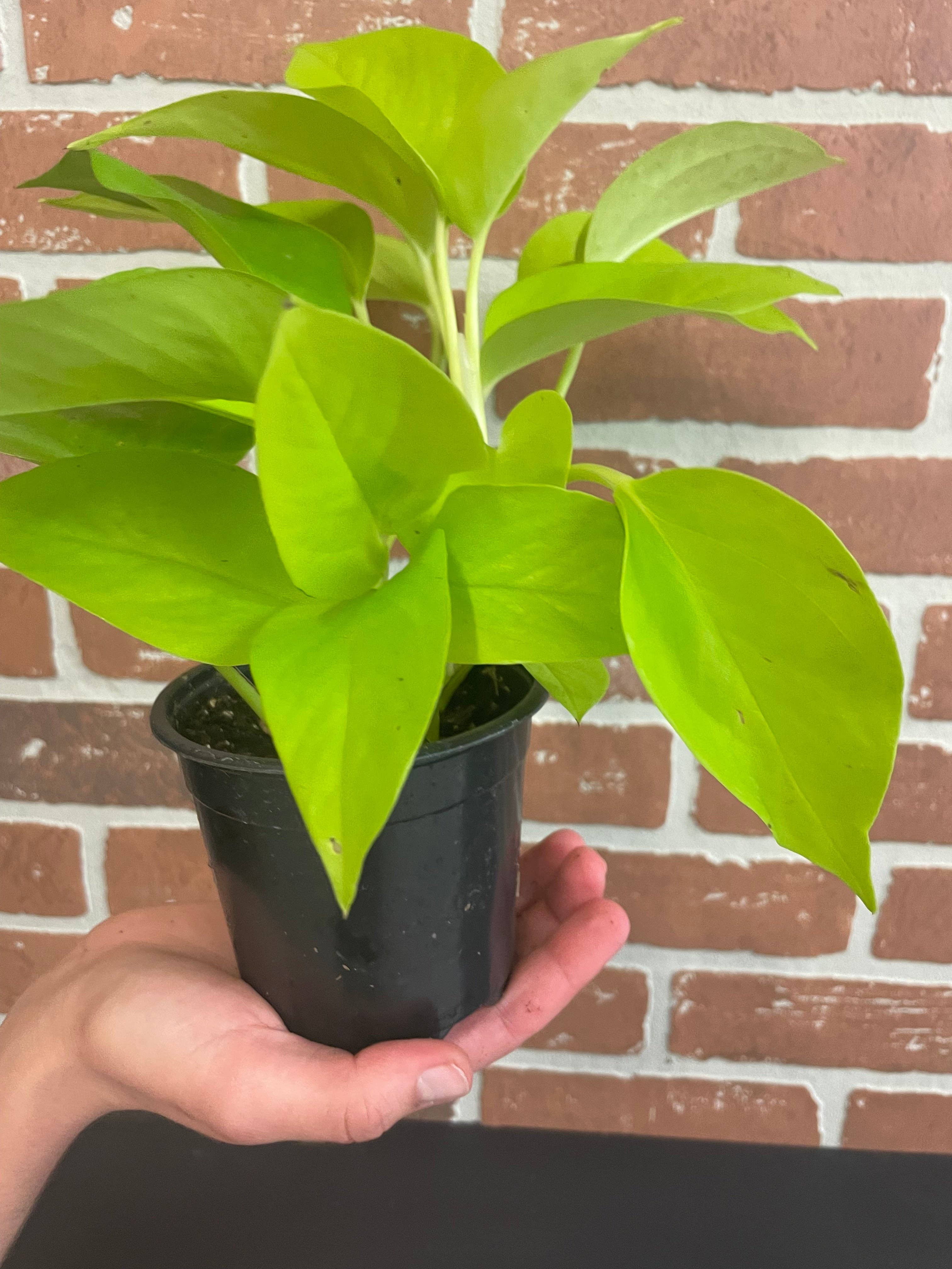 Twenty-Two Stones Lifestyle Boutique - Wholesale Live Plant - Neon Pothos 4”