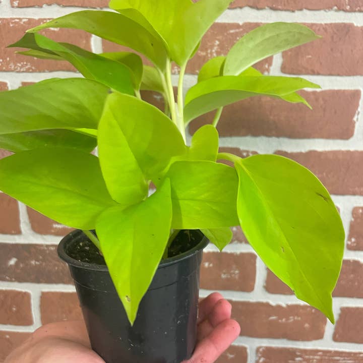 Twenty-Two Stones Lifestyle Boutique - Wholesale Live Plant - Neon Pothos 4”0