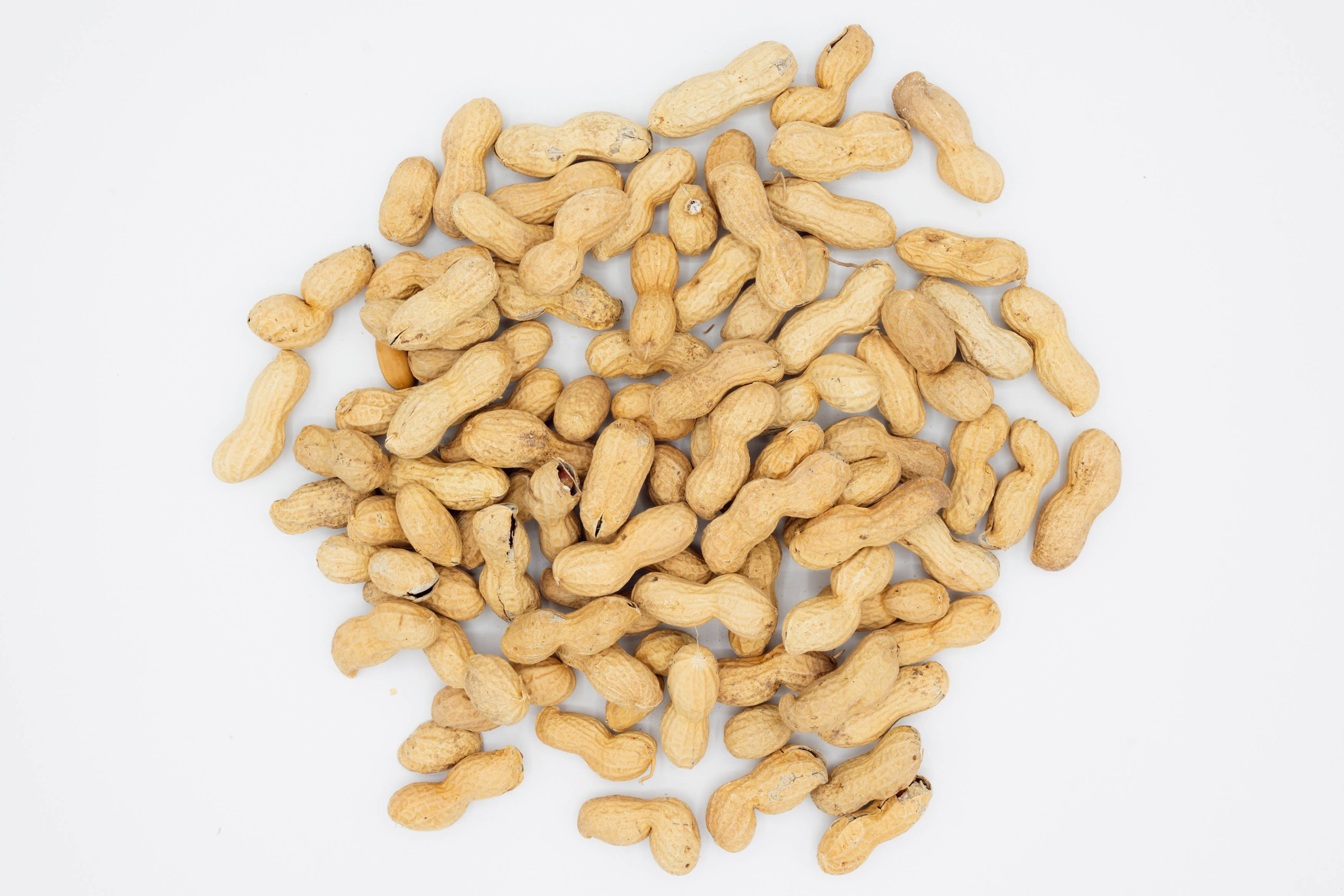 Agnellini Int Srl - Wholesale Nuts - Roasted peanuts in shell 1 Kg1