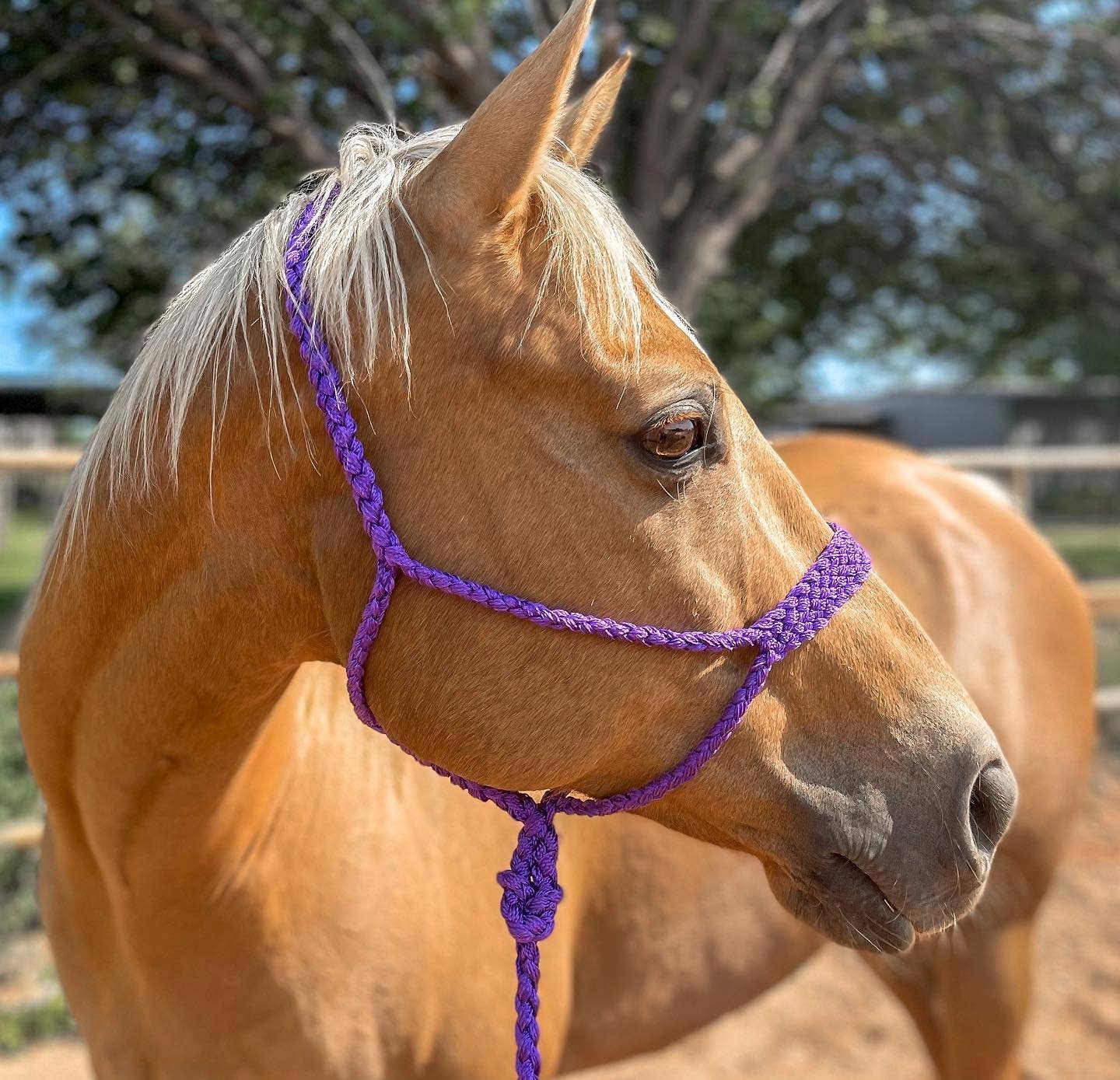 Rodeo Drive - Wholesale Horseback Riding Gear - Mule Tape Halters - Assorted Colors-3