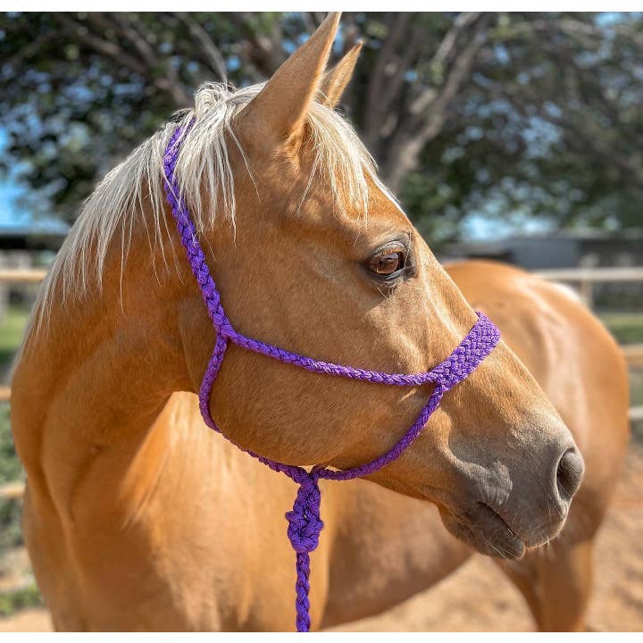 Rodeo Drive - Wholesale Horseback Riding Gear - Mule Tape Halters - Assorted Colors-3