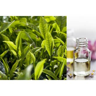 Tea Tree for wholesale by Zia Zensations Inc.