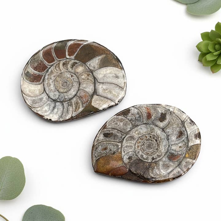 Ammonite Fossil Polished Specimen ( 1 Piece ) 1 to 2 Inches Fossil Decor for wholesale by Crystal River Gems LLC