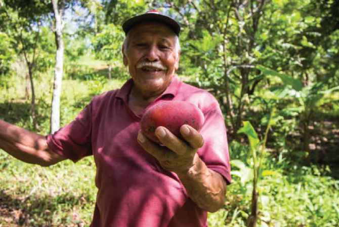 Sol Simple – wholesale Dried/dehydrated fruit – Regenerative Organic Certified Solar Dried Mango - 6oz7