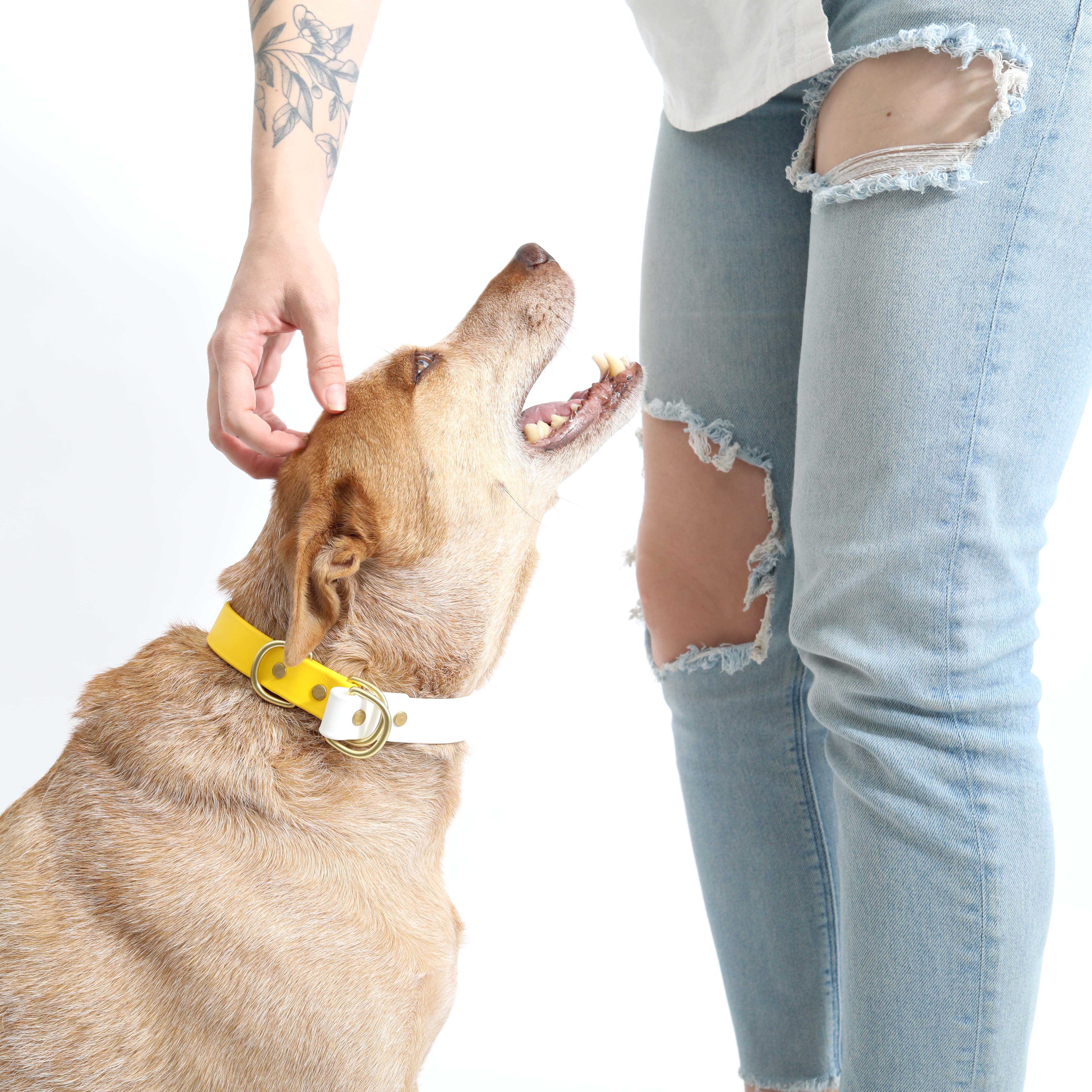 Mimi Green - Wholesale Pet Collar - Dog - Waterproof Biothane Slip Dog Collar - Two Tone1