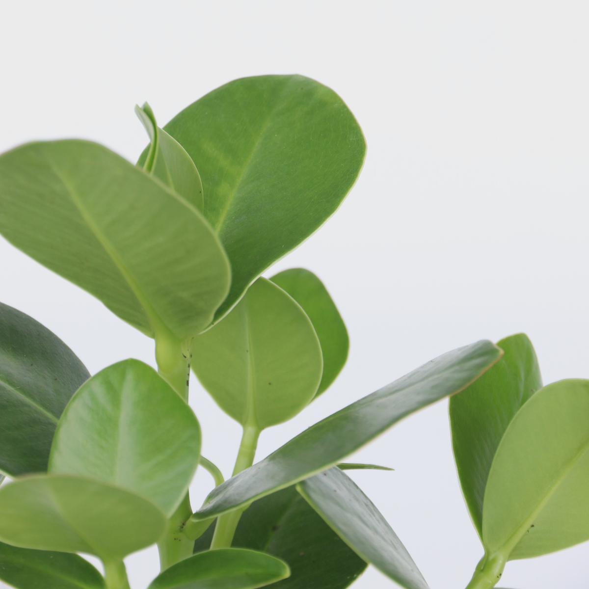 Oasis of Life - Wholesale Live plant - Clusia Balsam Apple – Clusia rosea 'Princess' – Height 50–60cm – Ø17cm – Air-purifying houseplant with large glossy leaves – Tropical green plant for living room & office9