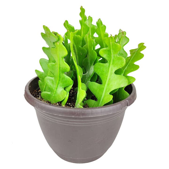 Best Plant Friend - Wholesale Live Plant - Epiphyllum Fishbone Cactus - Ric Rac Cactus - 2/4/6 inch7
