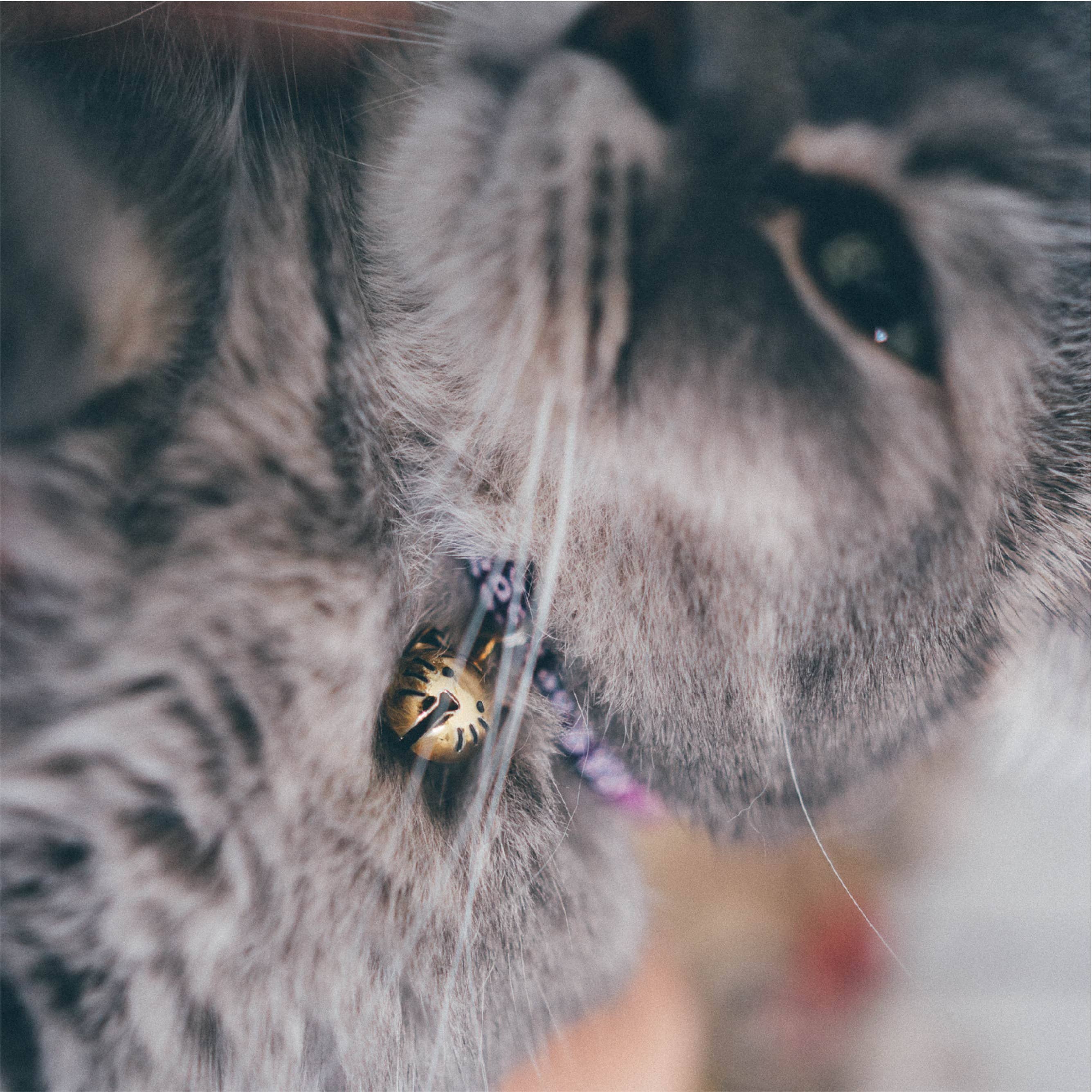 MOON-X USA, INC. - Wholesale Pet Collar - Cat - Chirimen Hanabi Fireworks Cat Collar (Purple)4