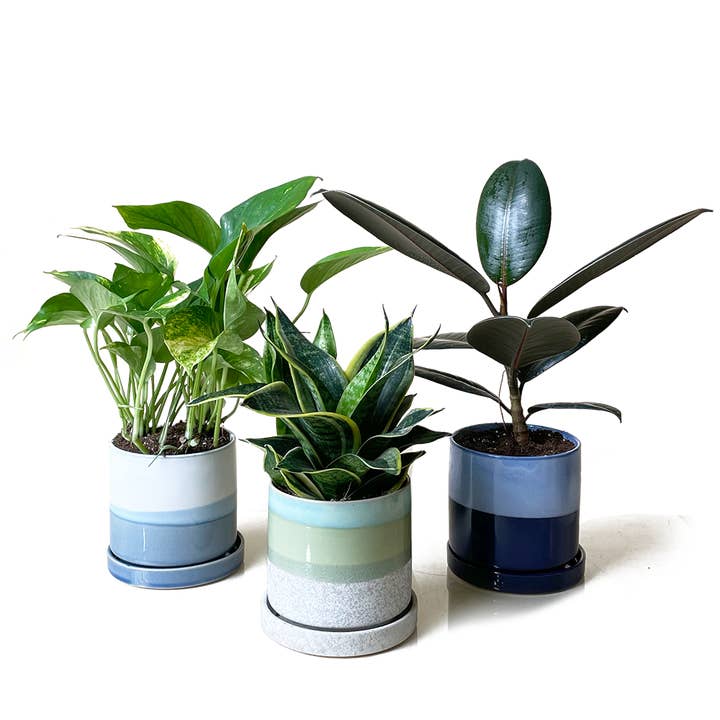 Kits en gros de pots pour plantes succulentes de 3 et 5 pouces pour la vente par Chive