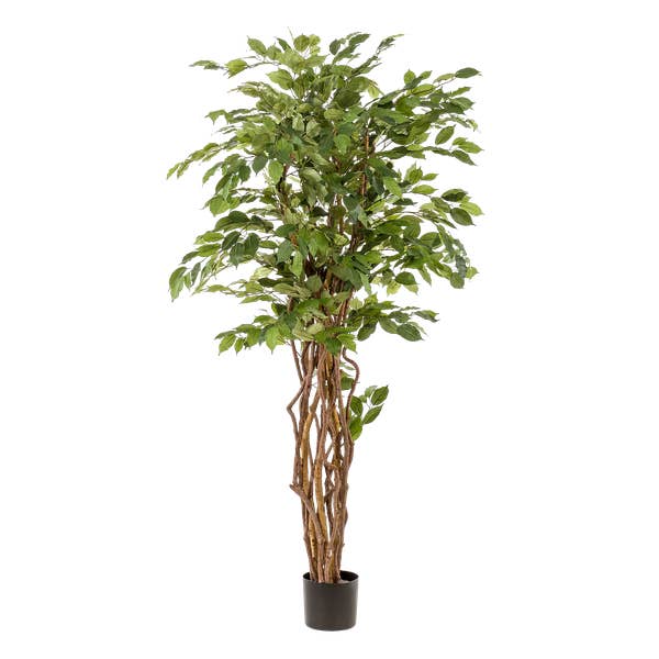 Ficus Liana – Artificial Indoor Plant – ↕170 cm – Realistic Pansy Plant – Decoration for Living Room, Hallway & Conservatory and other Purchase Wholesale fiori artificiali cis nola. Free Returns & Net 60 Terms on Faire trending on Faire.