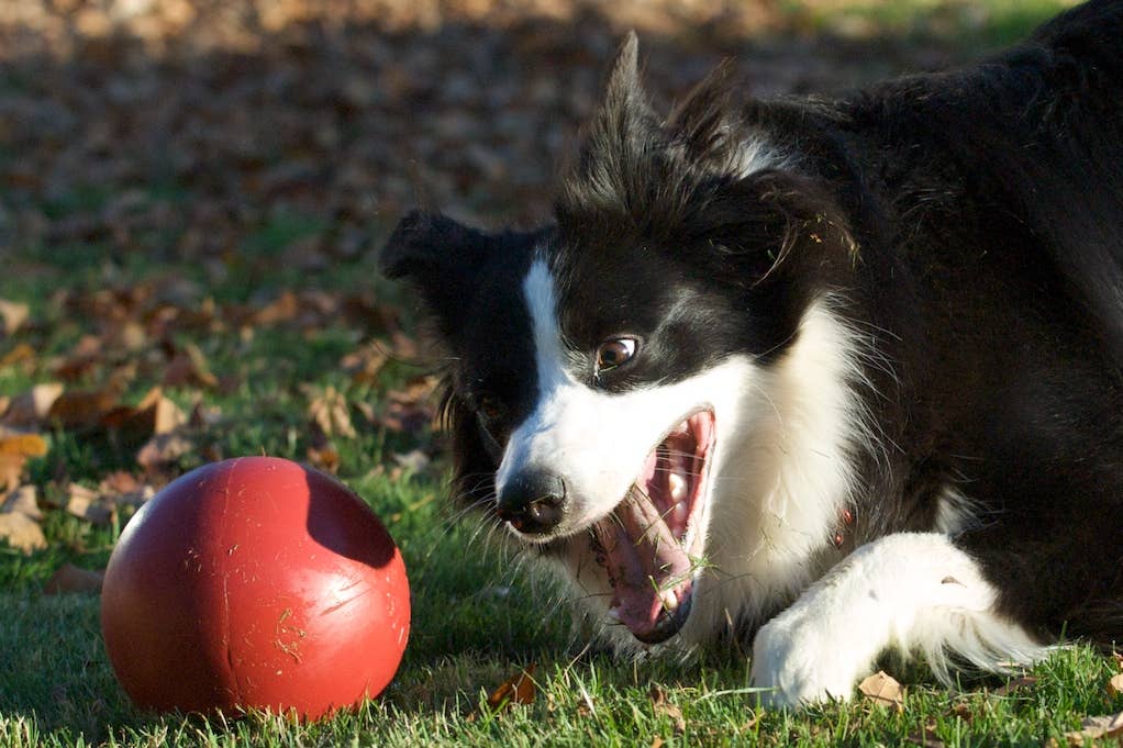 Henry Wag – wholesale Pet toy – Dog – Jolly Pets Push-n-Play Dog Toy5