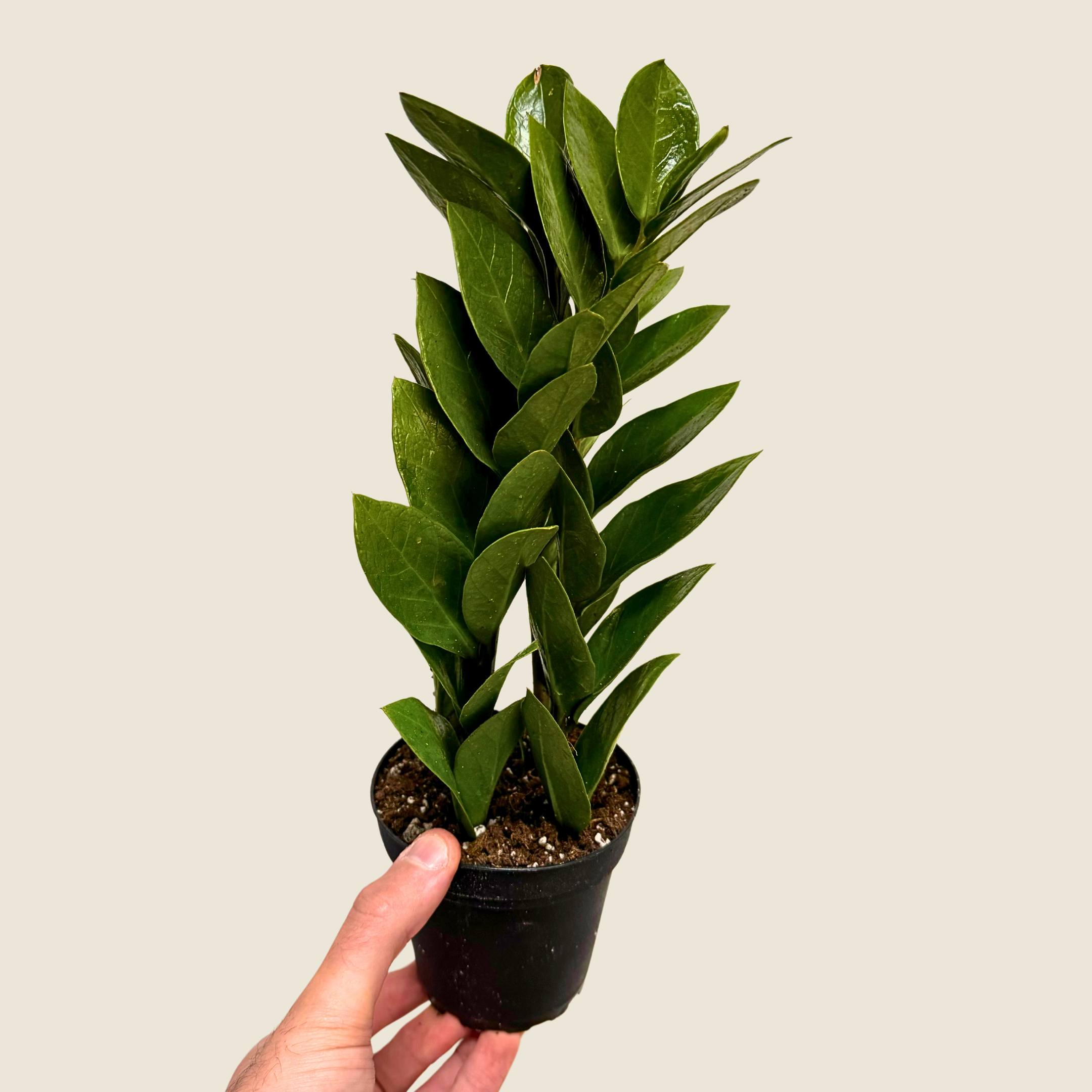 The Greenhouse Wholesale - Wholesale Live Plant - 4" Zamioculas Zamiifolia 'ZZ'0