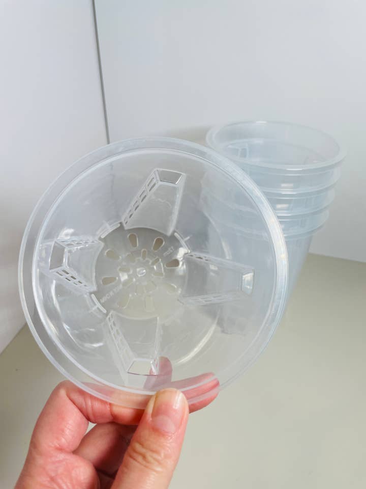 5,5" klare potter for engroshandel hos Coco and Palm Trees