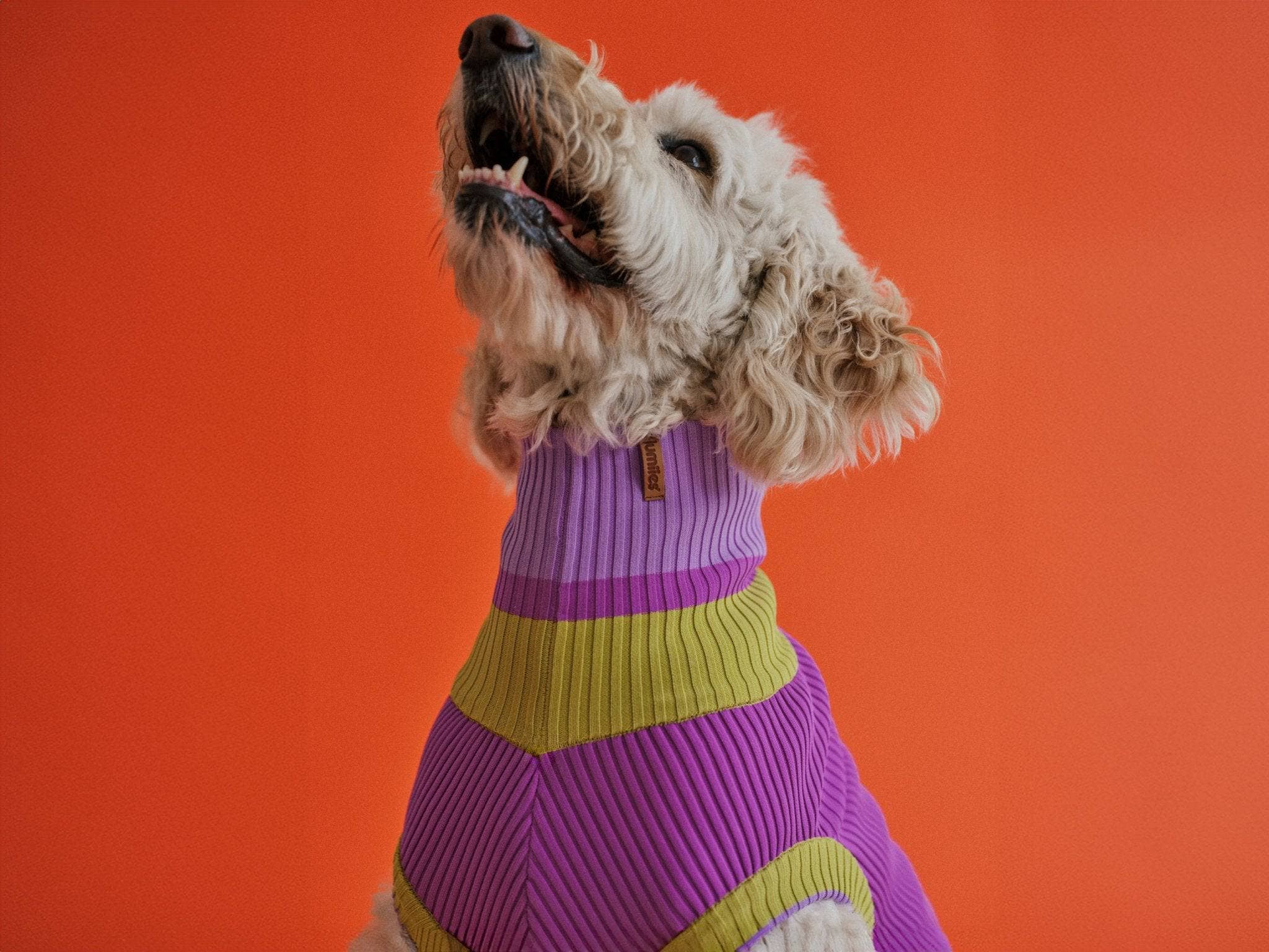 VIOLA SPRING THE GLOW JUMPER - Neon Dog Sweater - (Viola Spring) for wholesale on Faire7