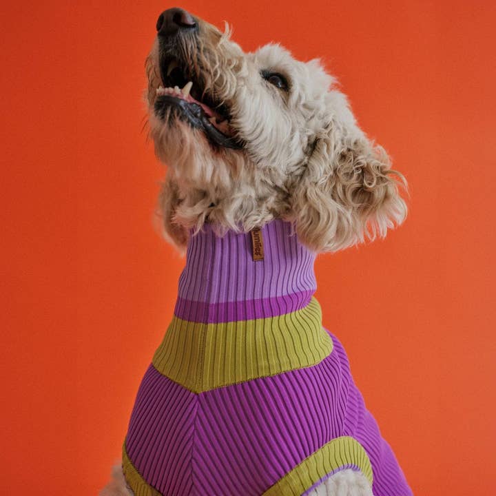 VIOLA SPRING THE GLOW JUMPER - Neon Dog Sweater - (Viola Spring) for wholesale on Faire7