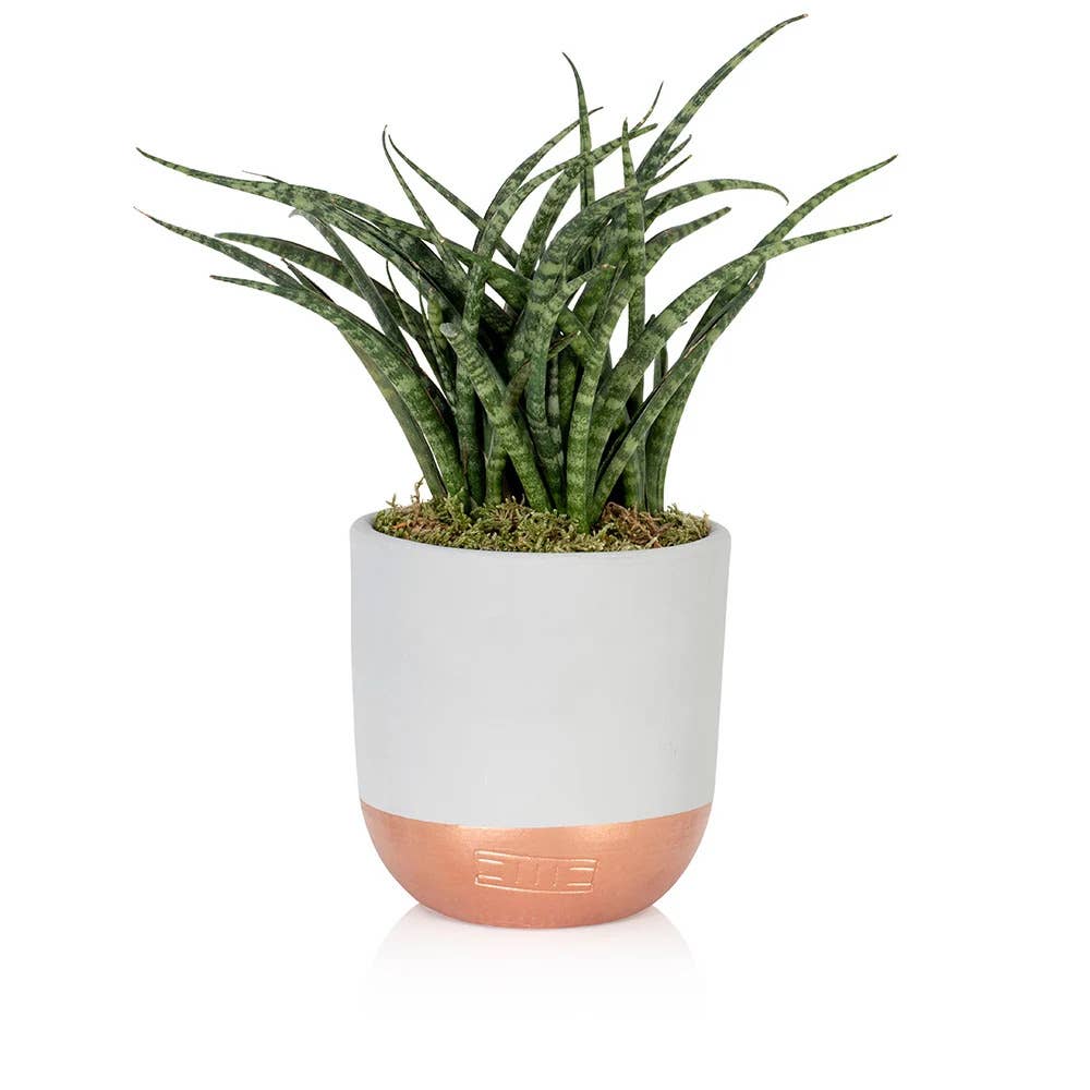 The Little Botanical - Wholesale Live Plant - Sansevieria Fernwood Punk0