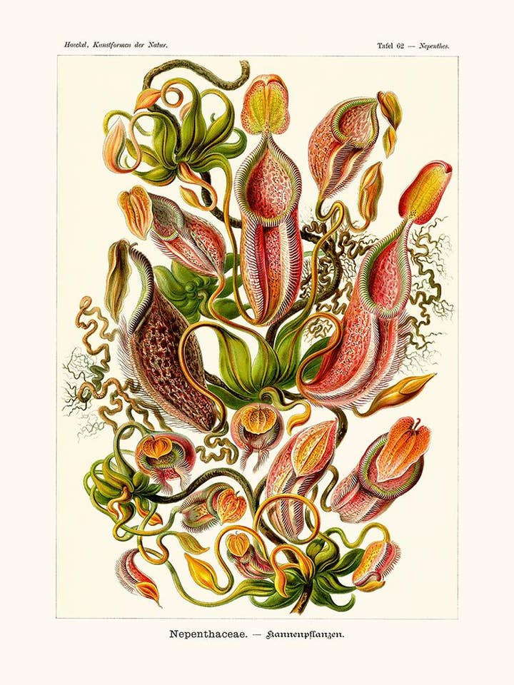 Nepenthaceae – Nachbildung einer naturgetreuen Pflanzentafel für den Großhandel von Salam Editions