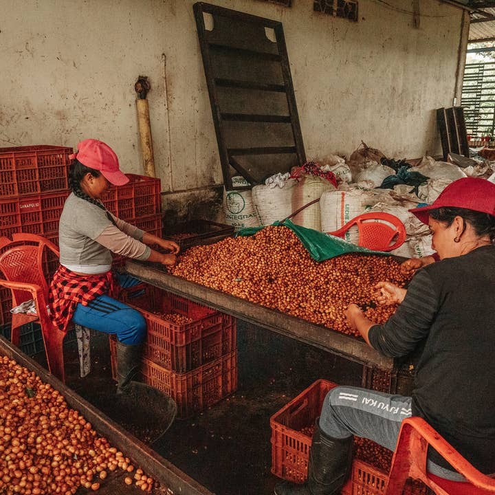 Duberney Cifuentes Colombia Variety Natural Process Roasted for wholesale by COLOMBINO