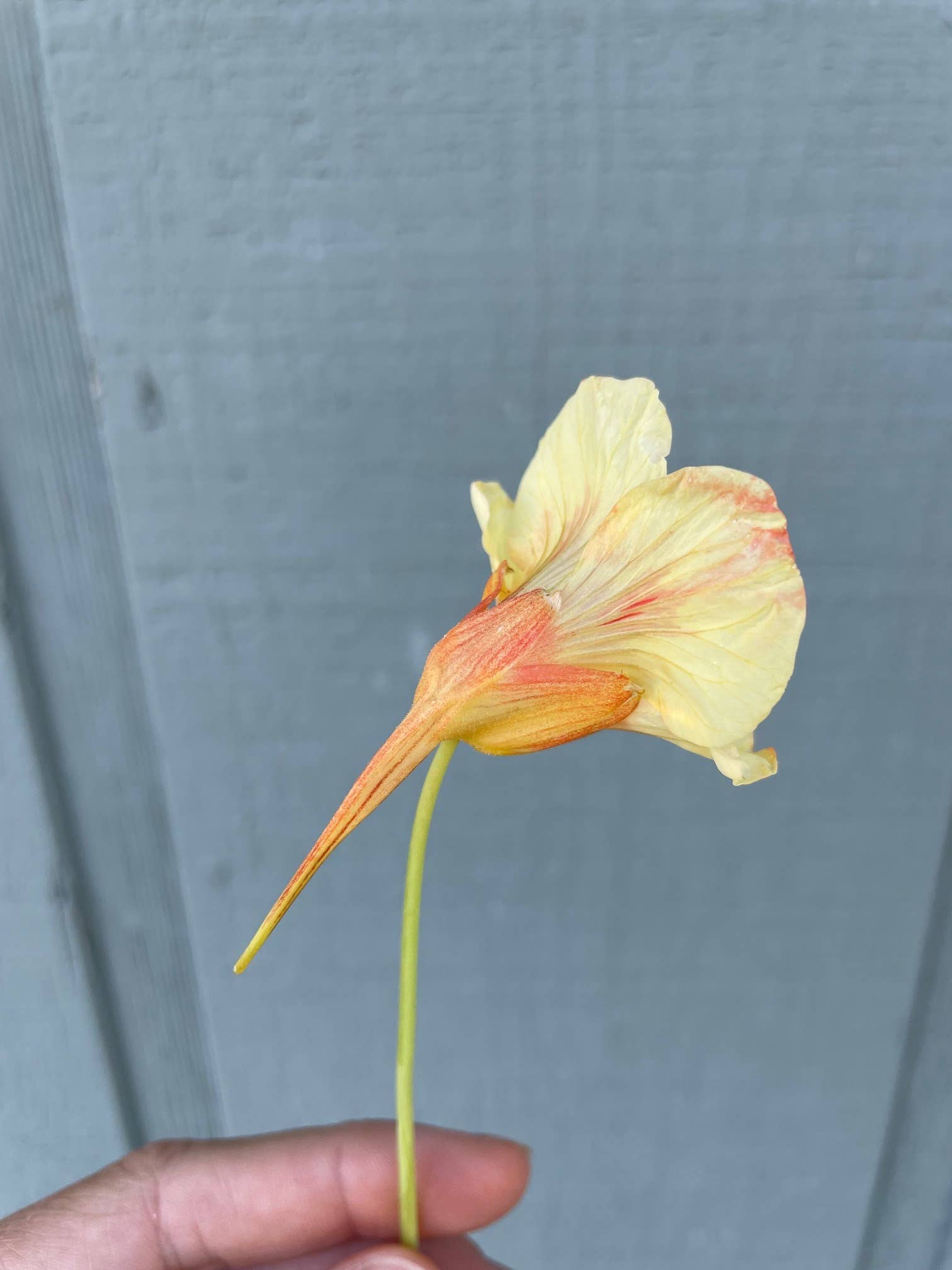 Decker Rd. Seeds - Wholesale Plant Seeds - Nasturtium 'Peach Melba' Flower Seeds4