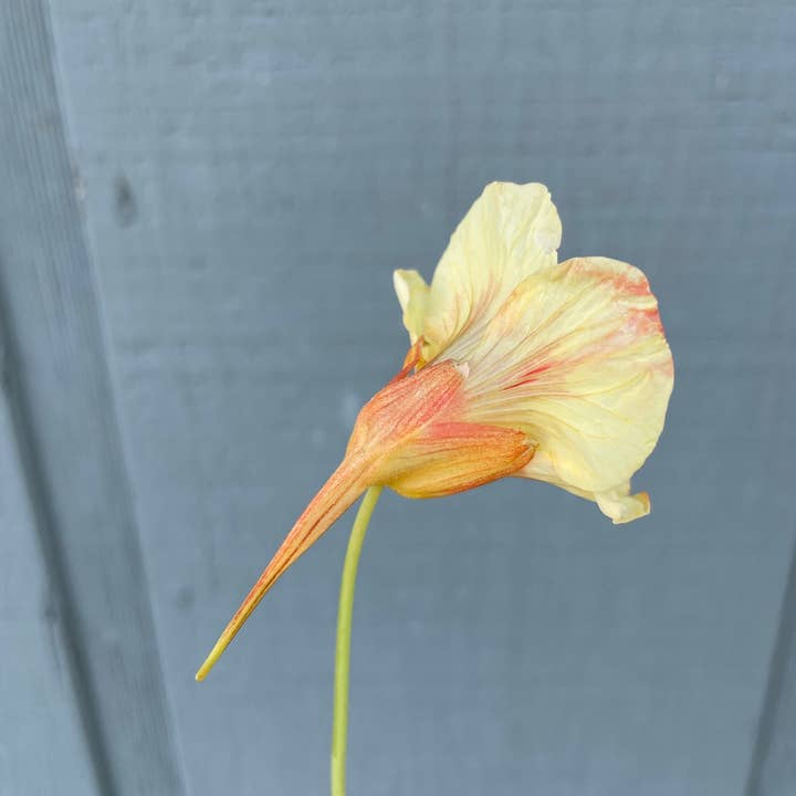 Decker Rd. Seeds - Wholesale Plant Seeds - Nasturtium 'Peach Melba' Flower Seeds4