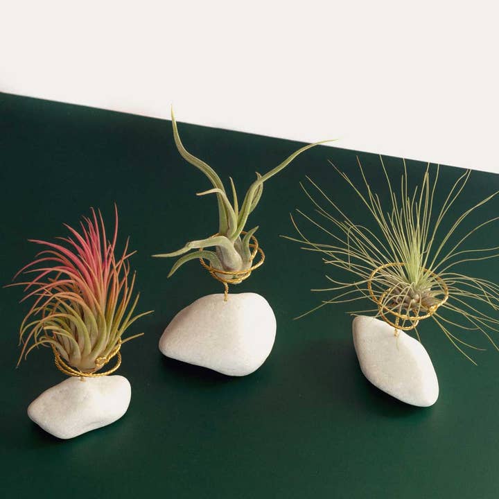 BOREEN Shop - Wholesale Live Plant - Tillandsia air plant with natural stone support