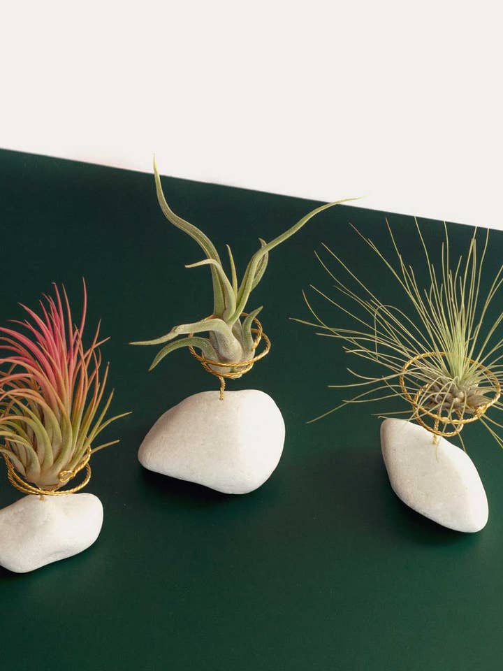 Tillandsia luftanlæg med natursten støtte for engroshandel hos BOREEN Shop