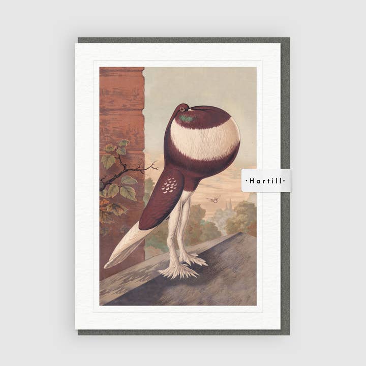 Art Greeting Card Red-Pied Pouter Cock Pigeon by J. W. Ludlo for wholesale by Hartill