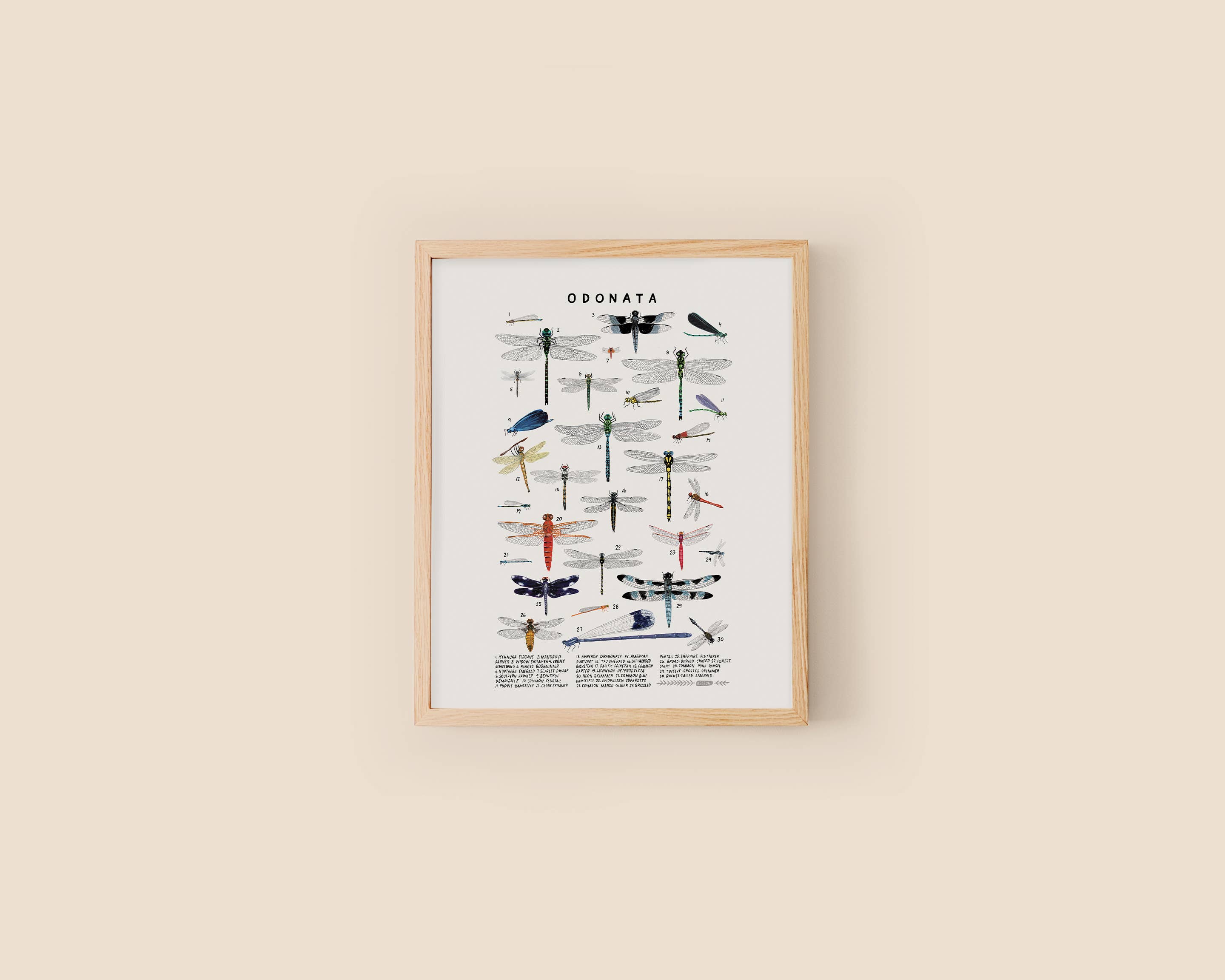 Kelzuki - Wholesale Art Print - Odonata: Dragonflies, Damselflies1