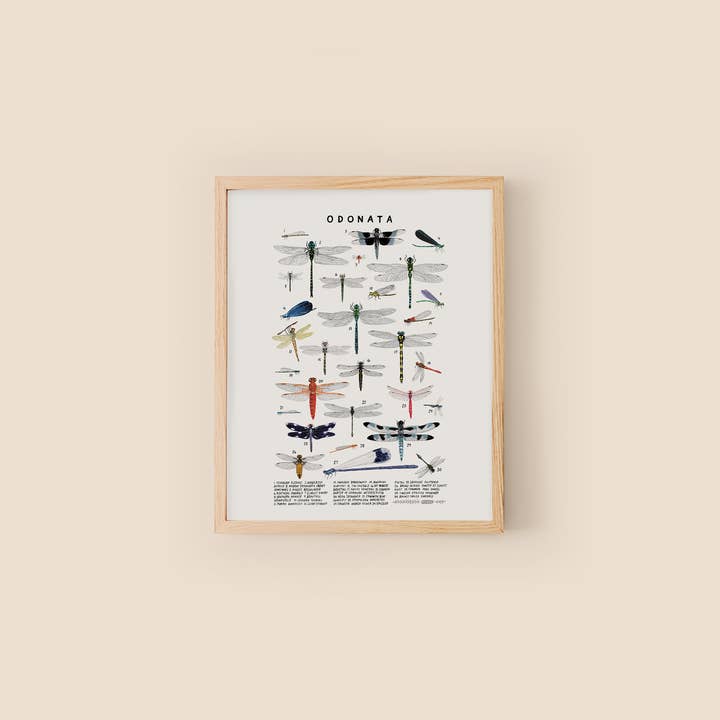 Kelzuki - Wholesale Art Print - Odonata: Dragonflies, Damselflies1