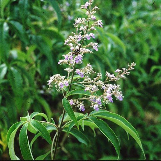 Sewanti Ayurvedic Series - Wholesale Herbs - Organic Nirgundi Leaf Powder - Five-leaved Chaste Tree Negundo