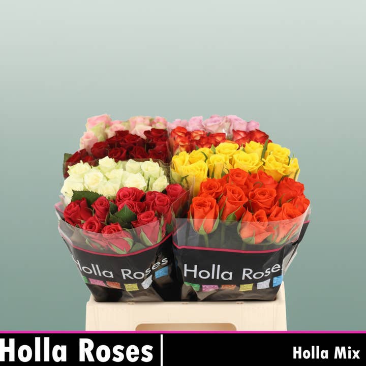 Rose Mixbox Basic Needs for wholesale by All Occasions Wholesale