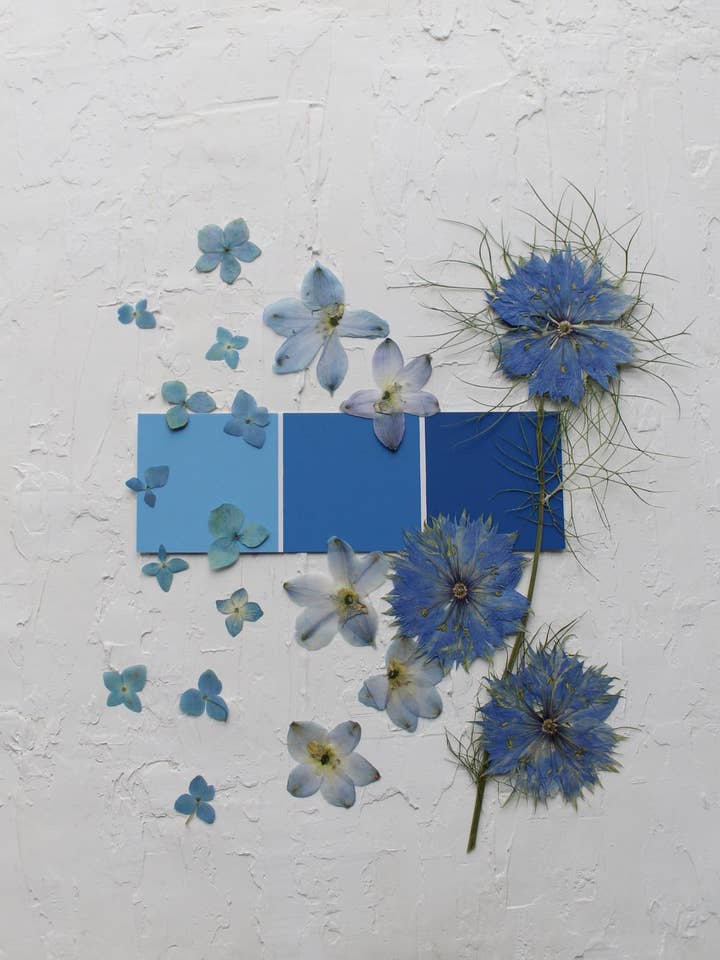 Blue Pressed Flower Color Matching Print for wholesale by Framed Florals