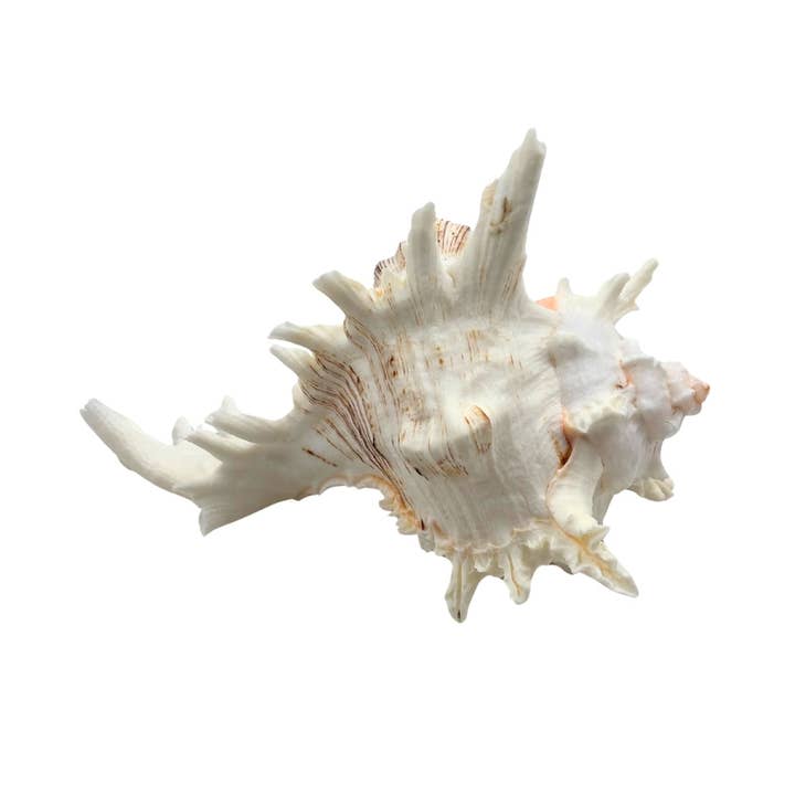 Earths Elements Wholesale - Wholesale Decorative Tabletop Object - Ramose Murex2