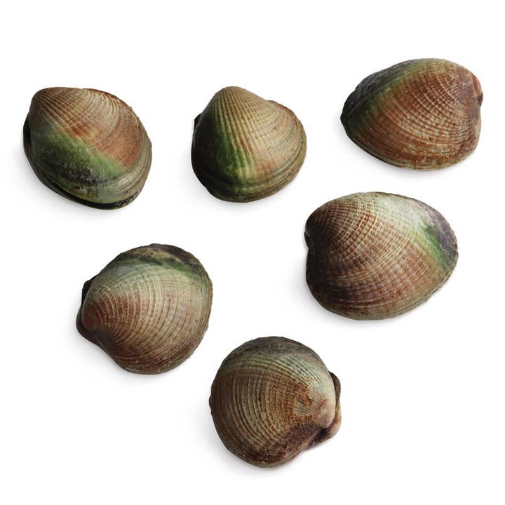 Palourdes de Nouvelle-Zélande pour la vente par Onatru Foods