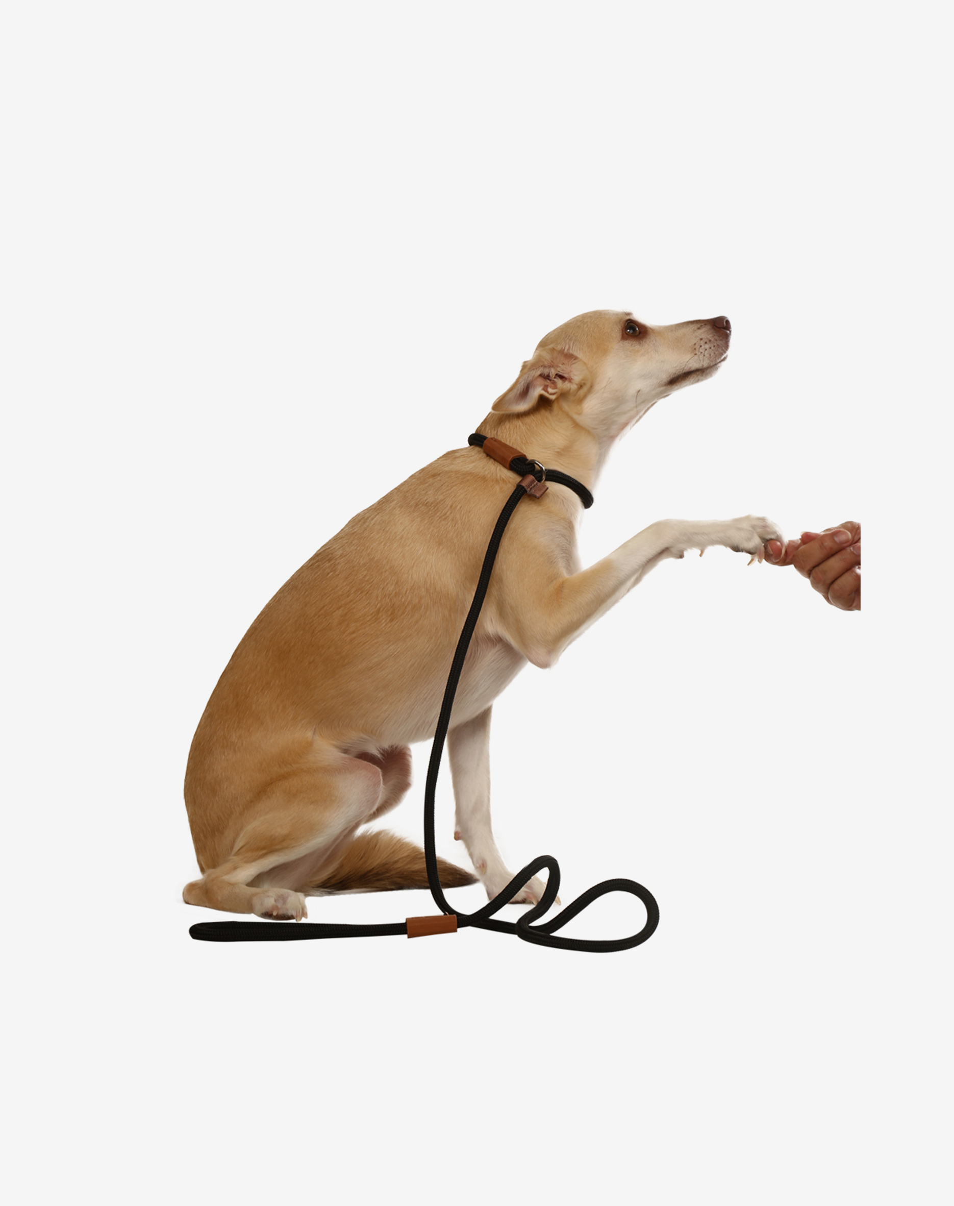 Toh - Wholesale Pet Leash - Dog - Trela de Cão Deslizante Preta1