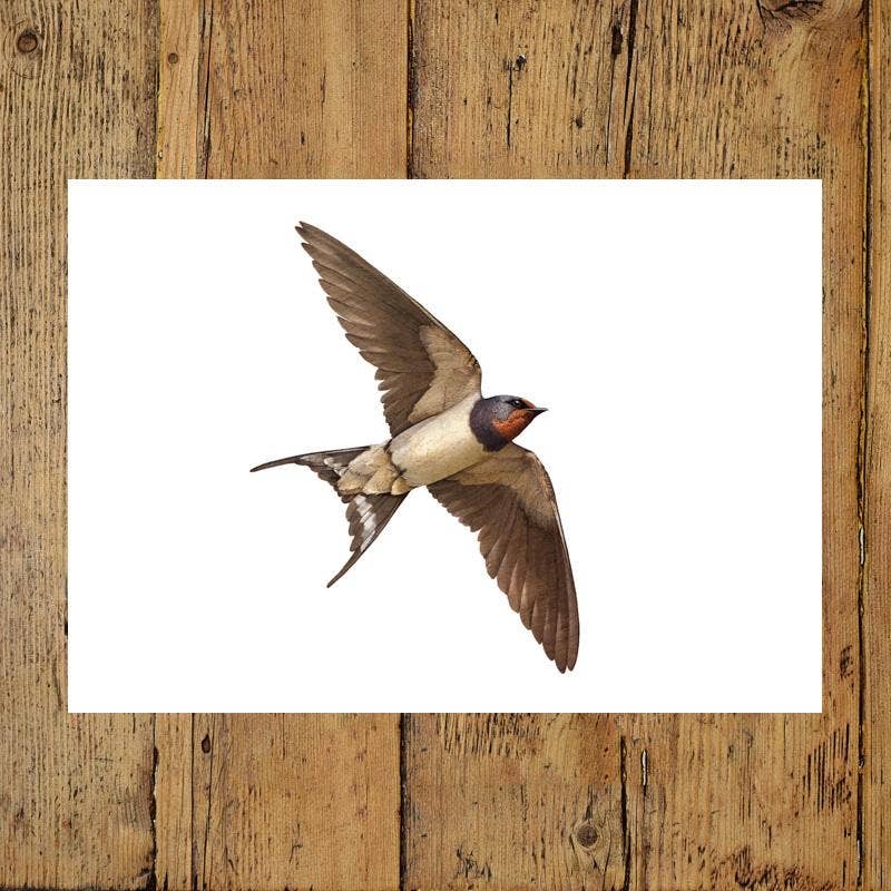 Hidden Planet - Vente Affiche d'art - Hirondelle - Impression A4 (paysage)3