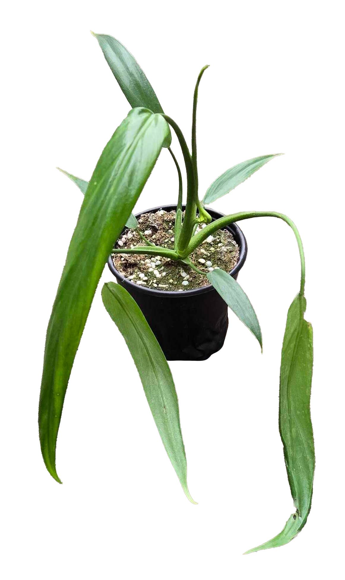 Arcadia Garden Products - Wholesale Plant Pot - Philodendron Holtonianum 4 inch Grower Pot