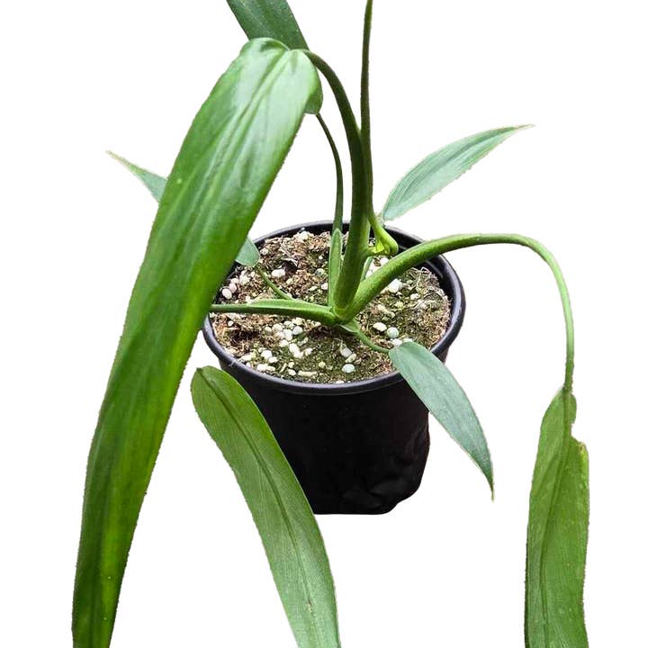 Arcadia Garden Products - Wholesale Plant Pot - Philodendron Holtonianum 4 inch Grower Pot0