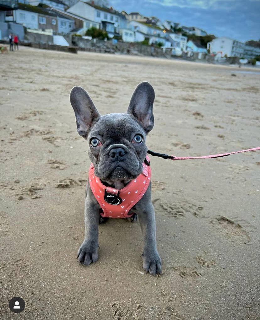 Pawsome Life - Vendita all'ingrosso Guinzaglio - Cani - Guinzaglio per cani, simpatico guinzaglio imbottito, guinzaglio e collare per cuccioli arancione6