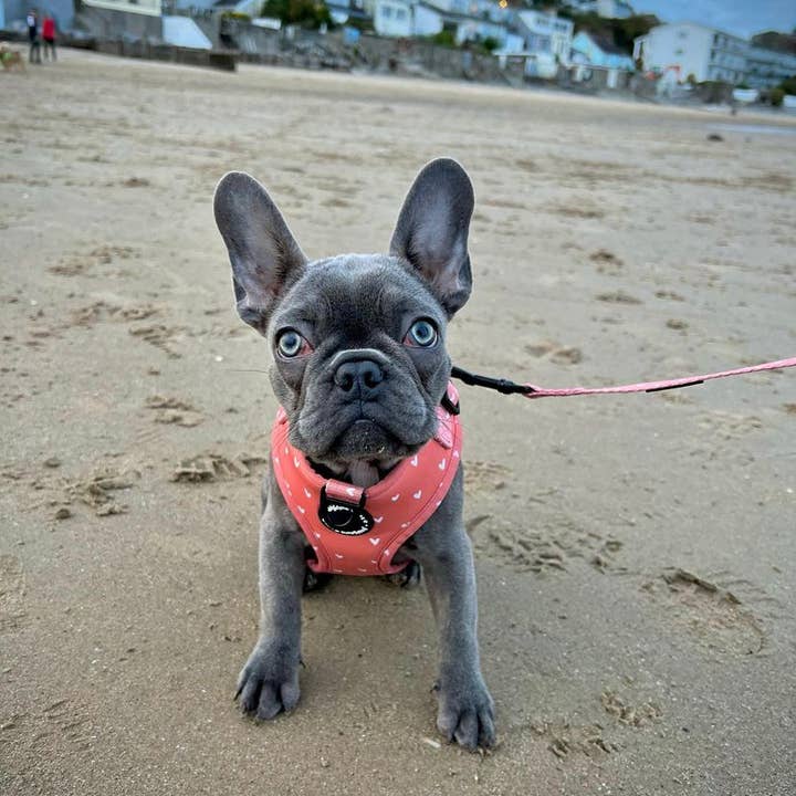 Pawsome Life - Wholesale Pet Leash - Dog - Dog Lead, Cute Dog Leash Padded, Puppy Lead and Collar Orange6