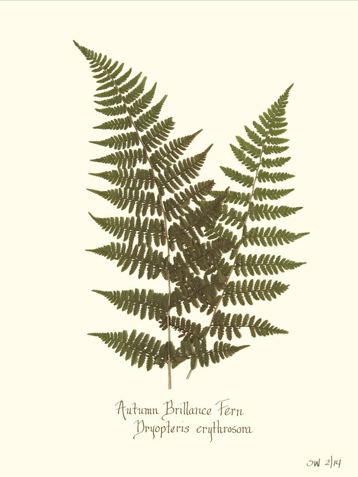 Impression botanique de fougère Pressed Autumn Brilliance pour la vente par Homegrown Art Co