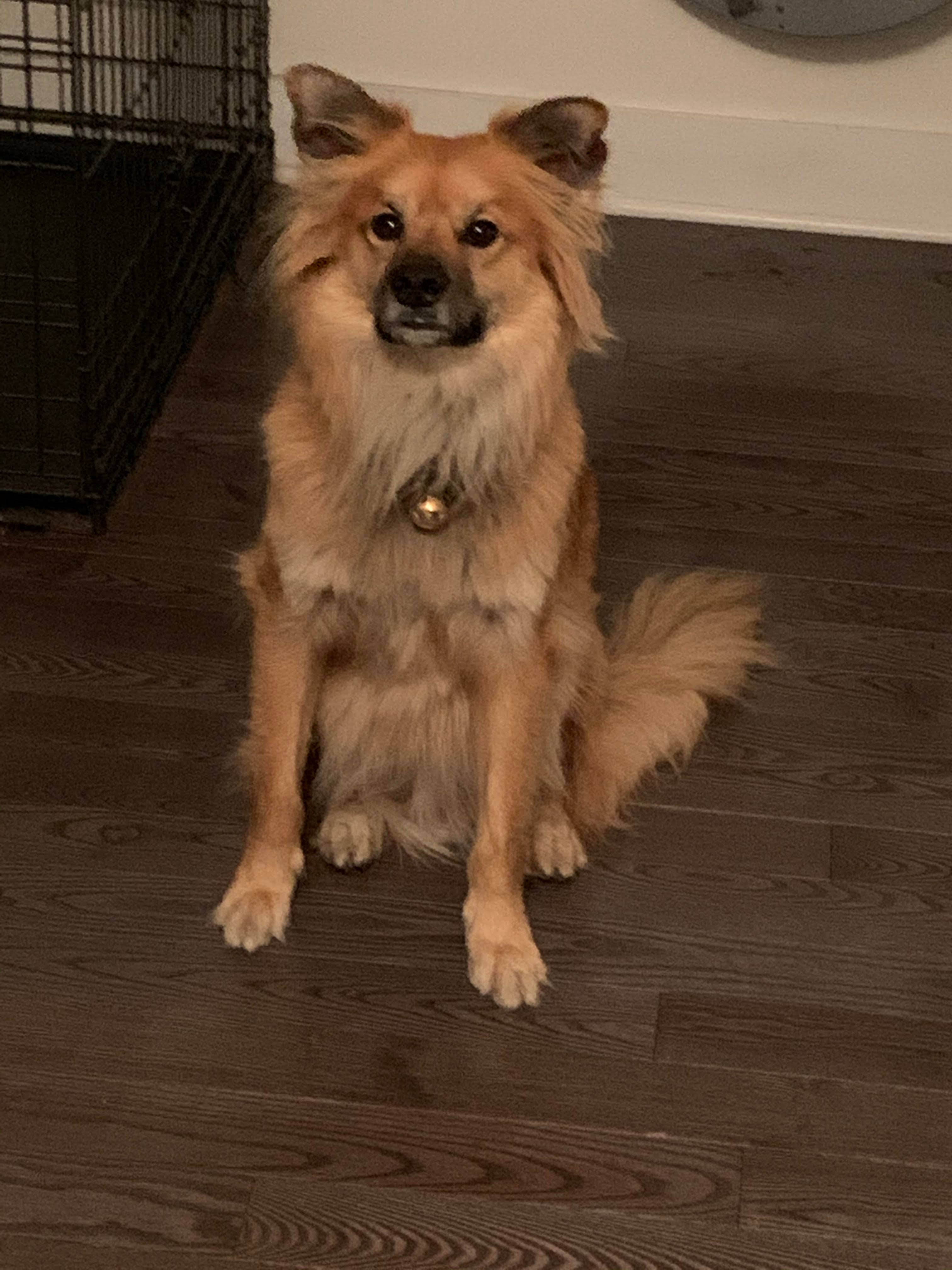 New England Bells - Wholesale Pet Collar - Dog - Dog Collar Bells - #1 Bell3