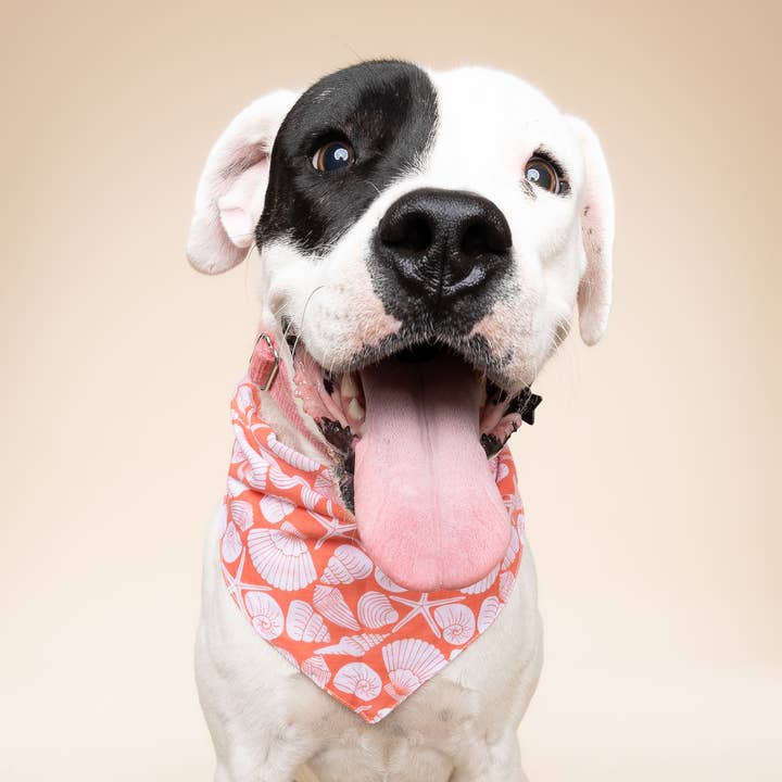 The Paws - Vendita all'ingrosso Bandana - Cani - Bandana per cani Flores Shell con conchiglie1