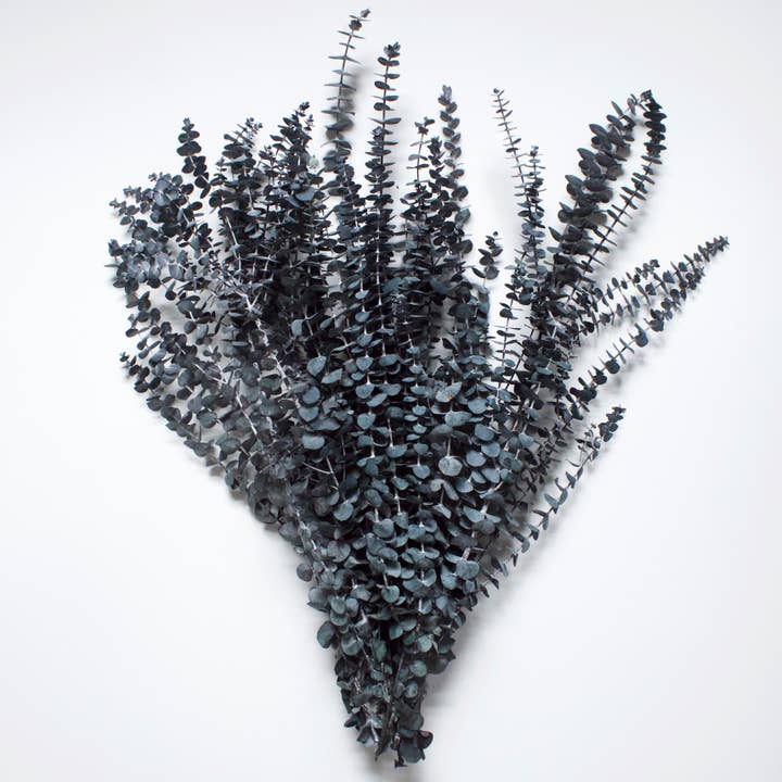 Roxanne's Dried Flowers - Wholesale Dried/Pressed Flowers - Eucalyptus - Spiral