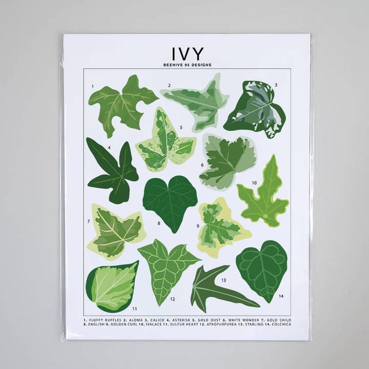 Gráfico de identificação de espécies de hera - impressão de arte de planta de casa por atacado de Beehive 95 Designs