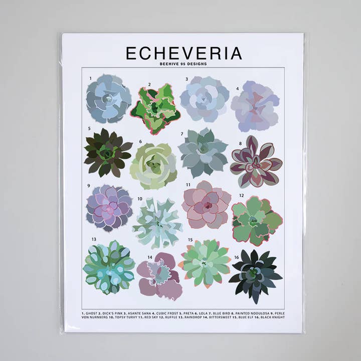 Tableau d'identification des espèces d'Echeveria - Plante d'intérieur succulente pour la vente par Beehive 95 Designs