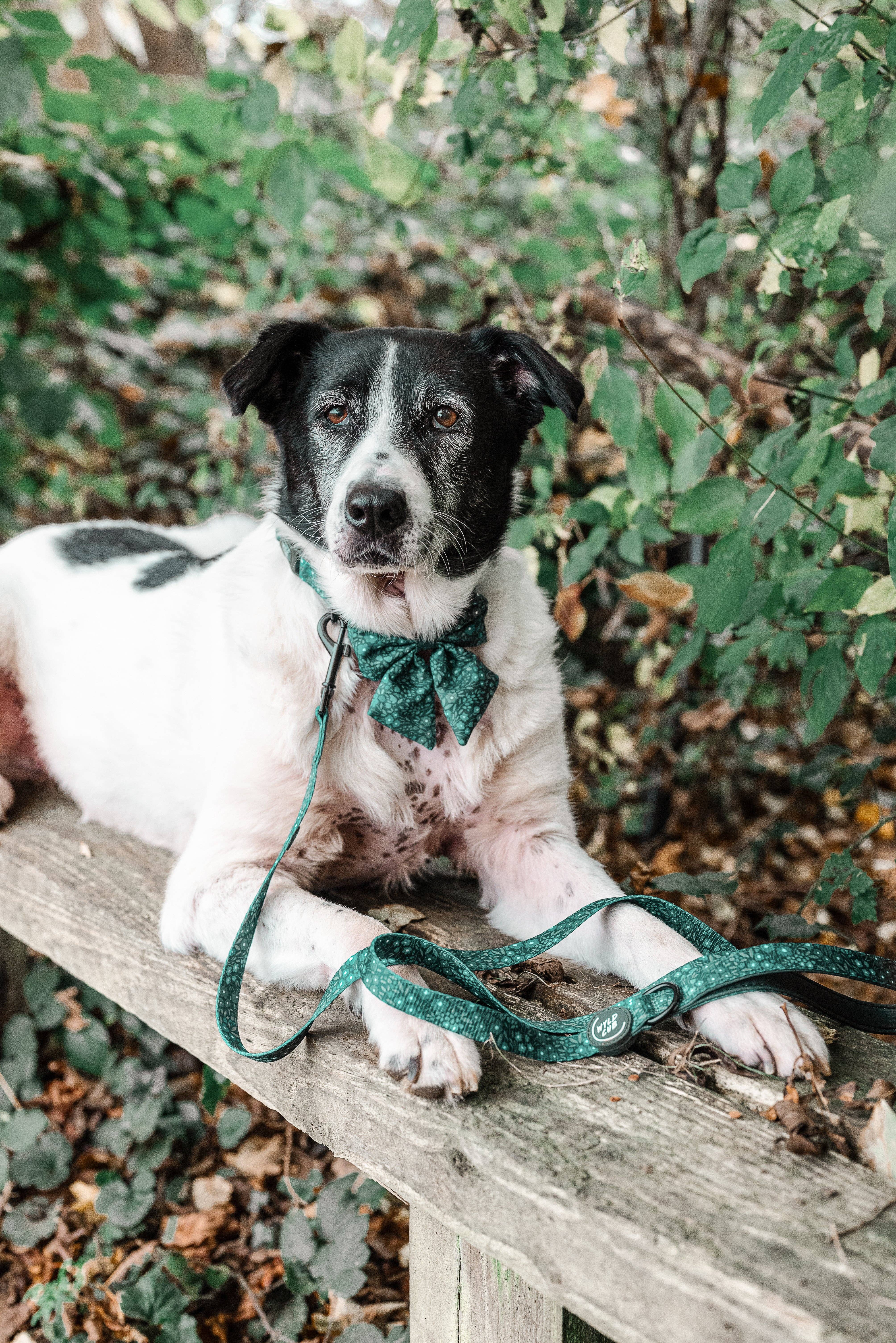 WYLD CUB – wholesale Pet leash – Dog – Dog Lead: Notting Hill Gooseberry7