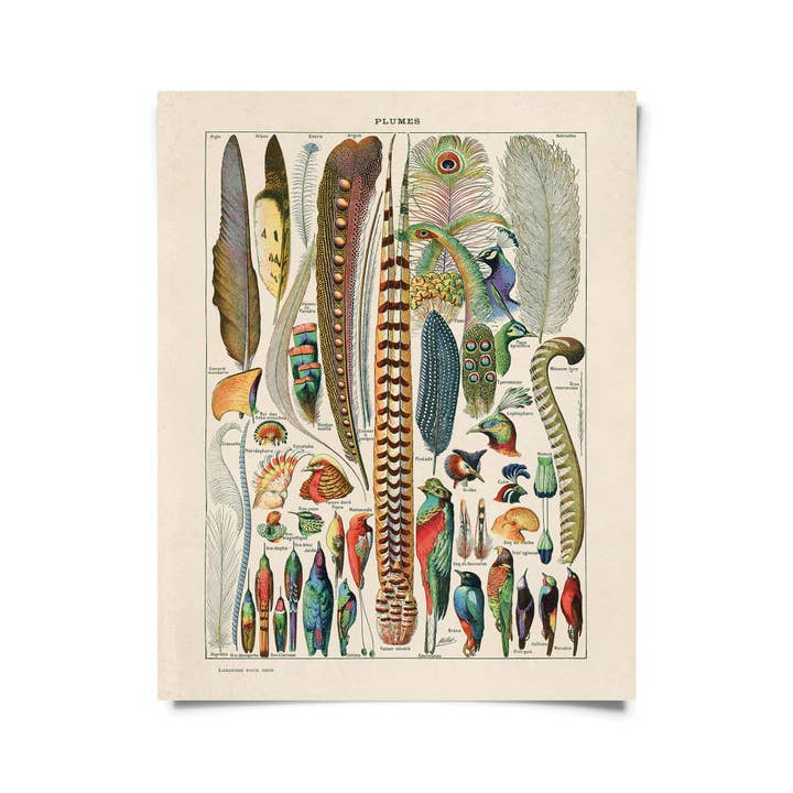 Curious Prints - Wholesale Art Print - Vintage Millot Plumes Bird Feather Print w/ optional frame